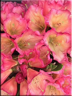Image Rhododendron 'Unique Marmalade'