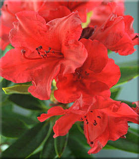 Image Rhododendron 'Vulcan'