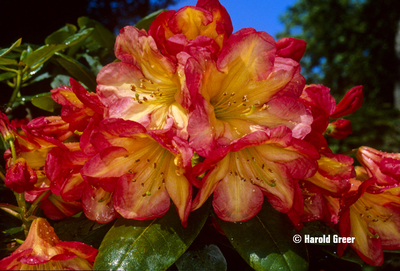 Image Rhododendron 'Ring of Fire'