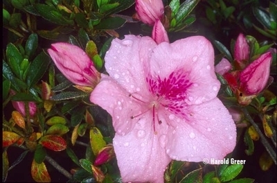 Image Azalea 'Saggitarius'