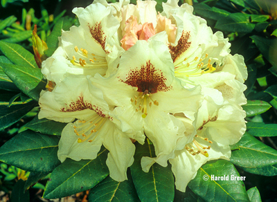 Image Rhododendron 'Sappho' x 'Tweedy Bird'