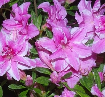 Image Azalea 'Sugar and Spice'