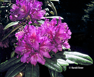 Image Rhododendron 'Tall Timber'