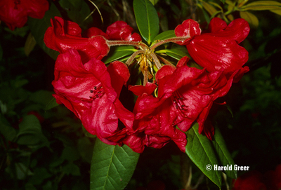 'Thor' | Rhododendrons (Hybrids & species)