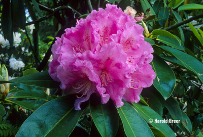 Image Rhododendron 'Trude Webster'