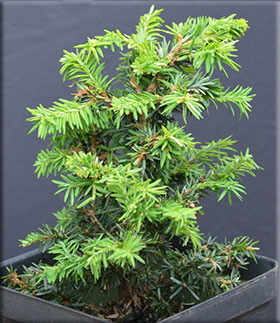 Image Tsuga canadensis 'Bacon Cristate'