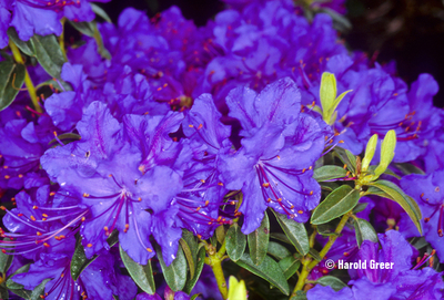 Image Rhododendron 'Vibrant Violet'