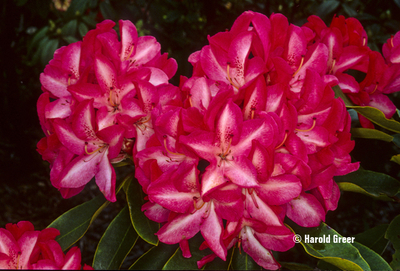 Image Rhododendron 'Vincent Van Gogh'