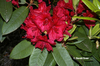 Image Rhododendron 'Vulcan's Son'