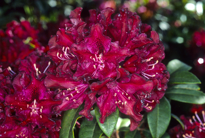 Image Rhododendron 'Warlock'