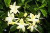 Image Azalea 'Weston's Lemon Drop'