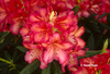 Image Rhododendron 'Whitney's Orange'