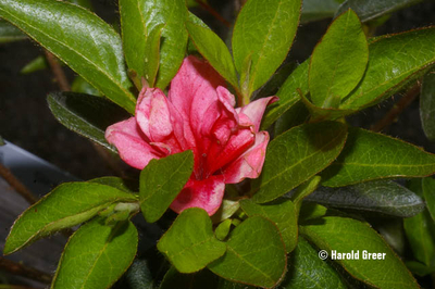 Image Azalea 'Renee Michelle'