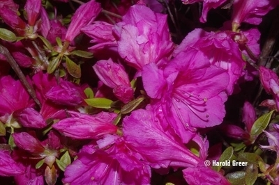 Image Azalea 'Cayuga'