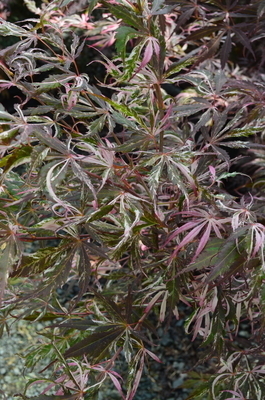 Image Acer palmatum 'Lil Annie's Jewel'