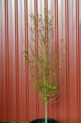 Image Acer palmatum 'Tsukasa Silhouette'