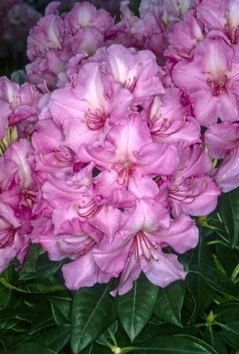 Image Rhododendron 'Alice'