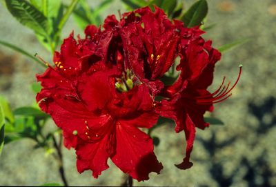 Image Azalea 'Arneson Ruby'