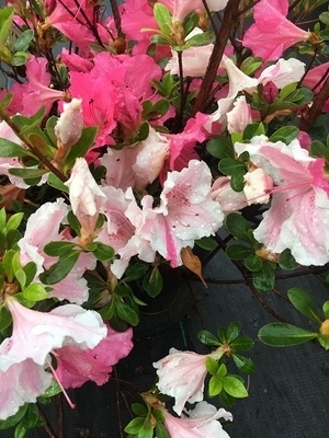 Image Azalea 'Eikan'