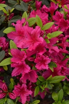 Image Azalea 'Girard's Fuchsia'