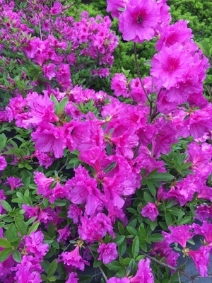 Image Azalea 'Herbert'