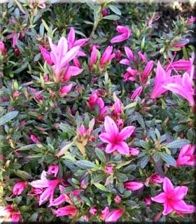 Image Azalea 'Korin'