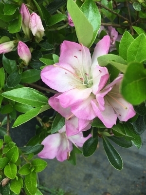 Image Azalea 'Minato'