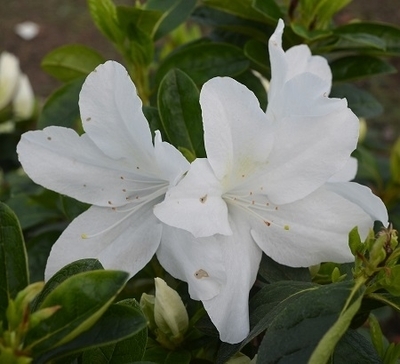 Image Azalea 'Nuccio's Mamma Mia'