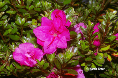 Azalea 'B. Henry Dwarf'