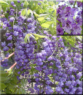 Image Wisteria and Vines
