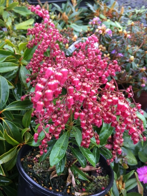 Image Deciduous & Evergreen Shrubs