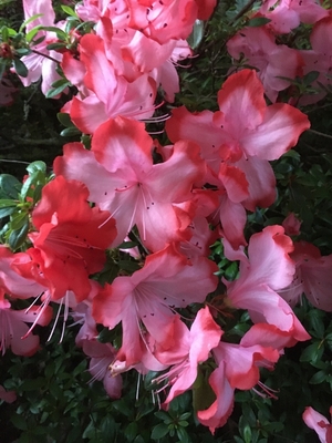 Image Evergreen Azaleas