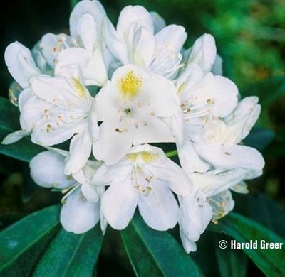Image Rhododendron 'Chionoides'