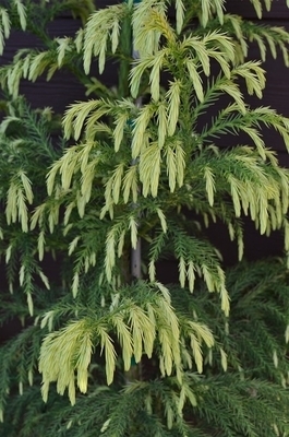 Image Cryptomeria japonica 'Sekkan'