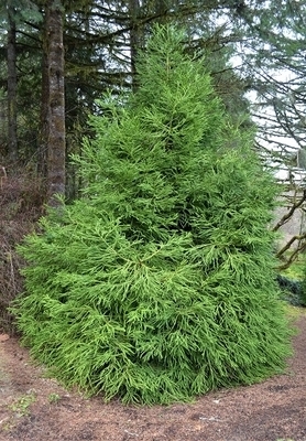 Image Cryptomeria japonica 'Spiralis'