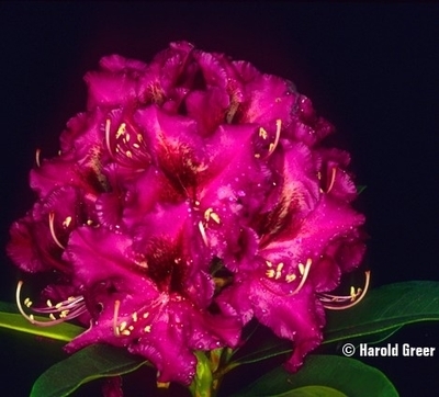 Image Rhododendron 'Dark Sister'