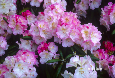 Image Rhododendron degronianum ssp. yakushimanum 'Ken Janeck'