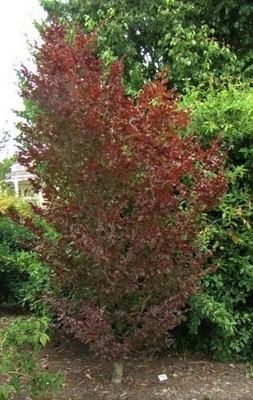 Image Fagus sylvatica 'Frisio'