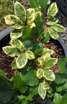 Image Fagus sylvatica 'Silbertaler'