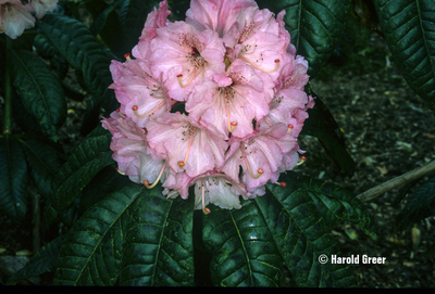 Image Rhododendron 'Fulbrook'