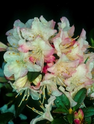Image Rhododendron 'Ginny Gee'
