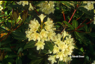 Image Rhododendron hanceanum v. nanum