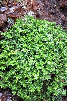 Image Buxus microphylla 'Kingsville'