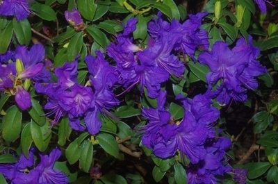 Image Rhododendron 'Blue Ridge'