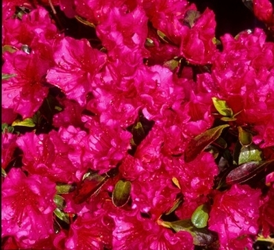 Image Azalea 'Jeremiah'