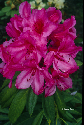 Image Rhododendron 'John Coutts'
