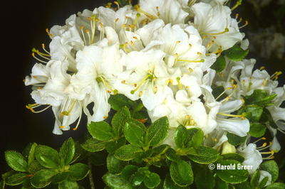 Image Rhododendron kiusianum 'White'
