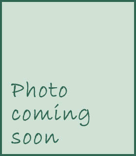 Image Acer palmatum 'Arakawa'