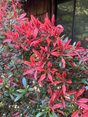 Image Azalea 'Kim no sai'