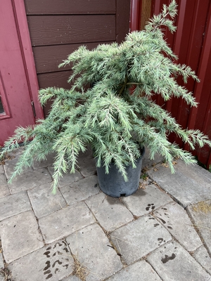 Image Cedrus deodara 'Silver Mist'